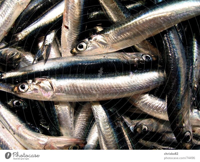 Sardinen ohne Büchse Geruch Meer See Fischmarkt Meeresfrüchte Markt Übelriechend