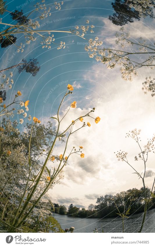 Blumenmuster Gesundheit Allergie Wohlgefühl Umwelt Natur Landschaft Himmel Wolken Frühling Sommer Schönes Wetter Pflanze Baum Gras Sträucher Wildpflanze