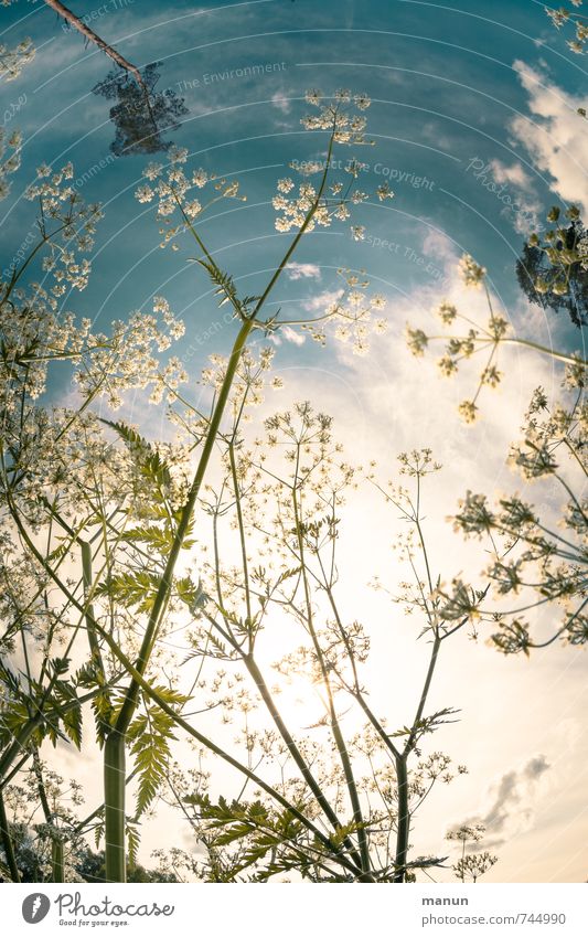 Maihimmel Umwelt Natur Pflanze Himmel Sonne Frühling Sommer Schönes Wetter Blume Sträucher Blüte Wildpflanze Wiese Fröhlichkeit natürlich positiv blau weiß