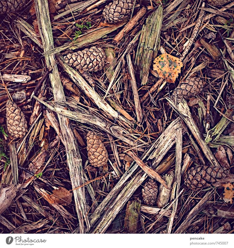 trockenheit | brennwert Natur Urelemente Erde Herbst Winter Wald Holz Zeichen braun orange Wärme Zapfen anzünden ansammeln brennen Waldboden Farbfoto