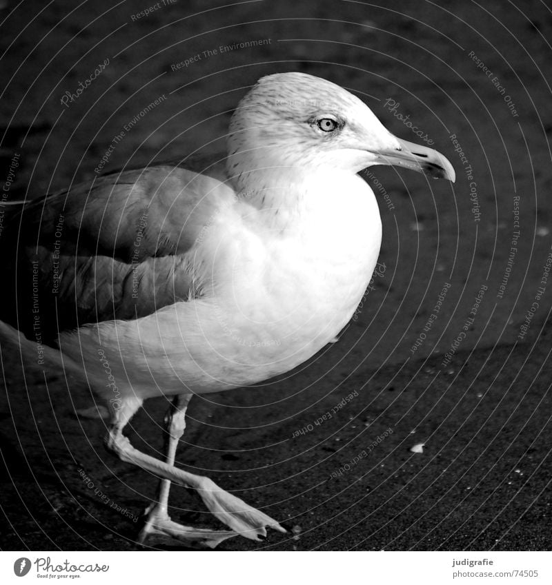 Silbermöwe See Möwe Vogel Feder Schnabel Strand Meer Küste Schwarzweißfoto Sand Ostsee