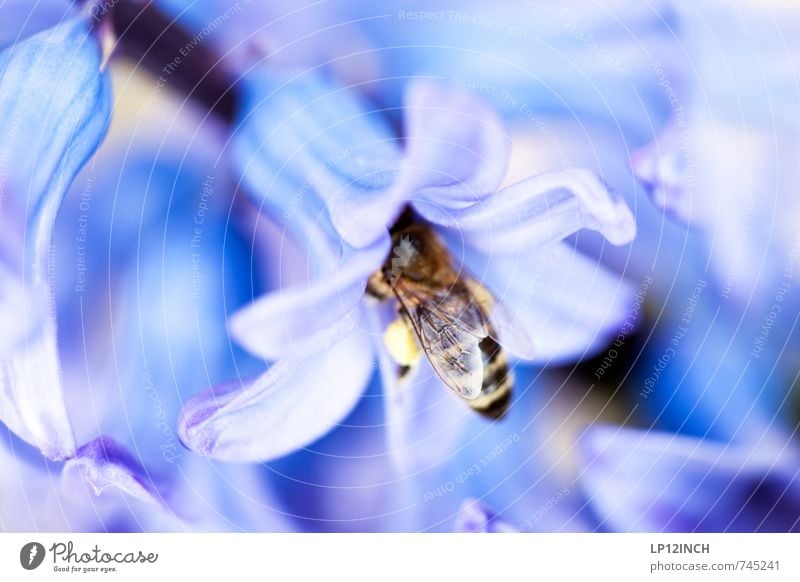 Honey Bar schön Duft Umwelt Natur Pflanze Frühling Blüte Garten Park Tier Nutztier Biene 1 berühren krabbeln wild fleißig Honig ansammeln