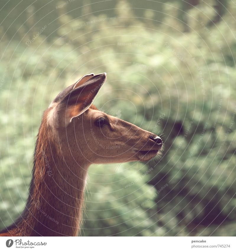 RehVision Natur Frühling Sommer Sträucher Tier Wildtier 1 Zeichen beobachten Blick ästhetisch Wärme feminin weich Frieden Idee unschuldig Zukunft Ohr rein