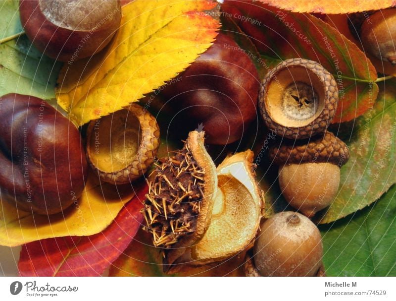 Farben des Herbstes Blatt mehrfarbig rot gelb grün stachelig hohl rund Erholung Stimmung braun Makroaufnahme Nahaufnahme Eicheln Kastanienbaum Nahmaufnahme