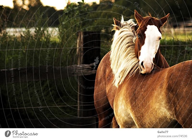 unzertrennlich Pferd Mähne Wiese Sommer Haflinger Freundschaft Abschied Geborgenheit Zuneigung Zusammensein Freundlichkeit Rücken Weide Haare & Frisuren paint