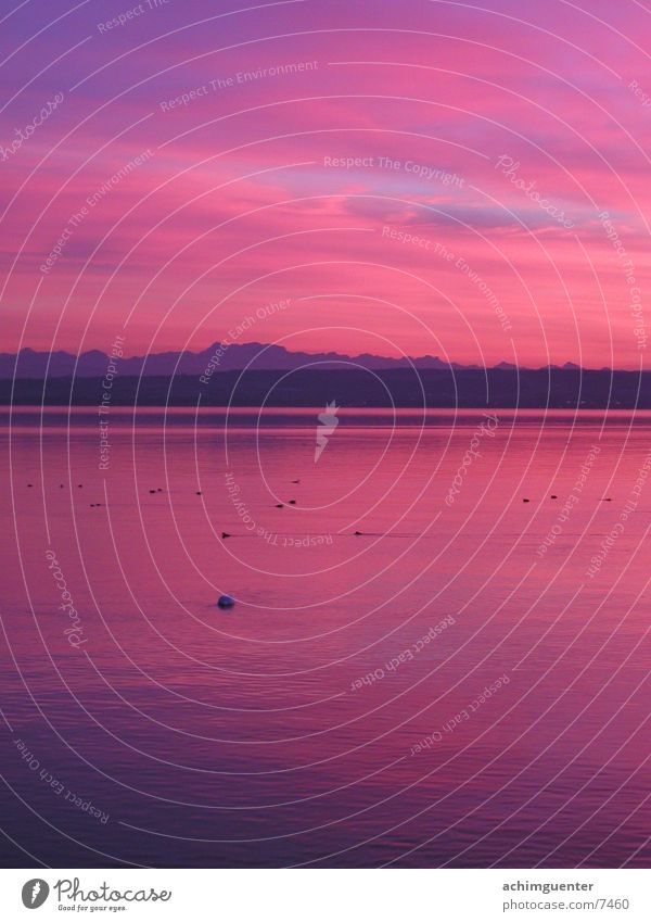 Pink Water See Horizont Romantik ruhig Wolken flach rosa Abenddämmerung Wasser Bodensee Himmel Küste