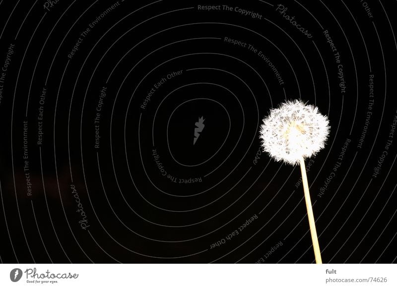 pusteblume 4 Löwenzahn blasen ruhig Schwung schwarz weiß Makroaufnahme fliegen Wind Kontrast Dynamik