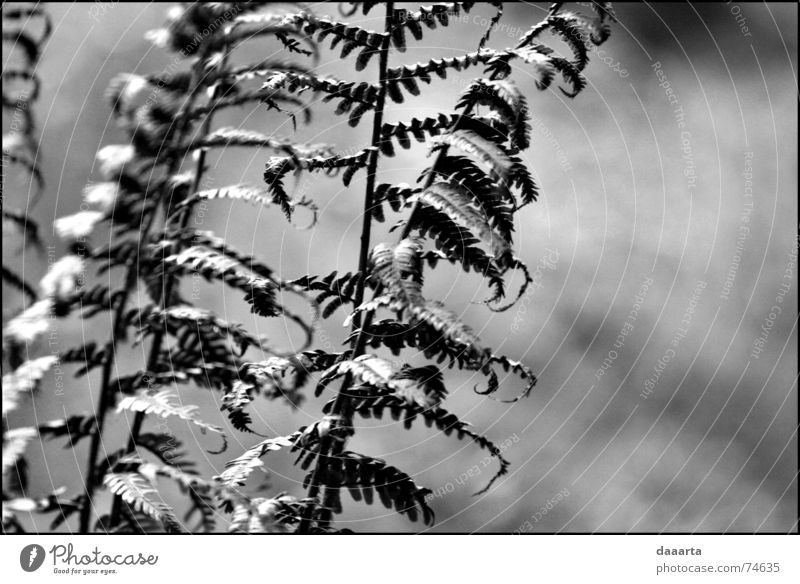 UK Ferns Ferne Natur Großbritannien bw spores daylight binbrook nursery Außenaufnahme