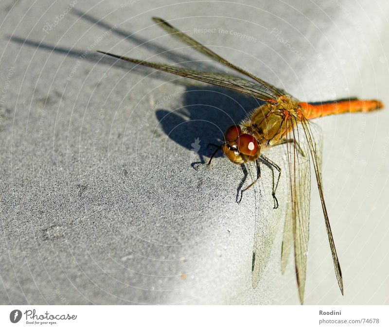 Ornithopter Libelle Insekt Fluginsekt Tier Makroaufnahme mehrfarbig Facettenauge Glubschauge Fühler Flügel Schatten Natur Perspektive Ganzkörperaufnahme