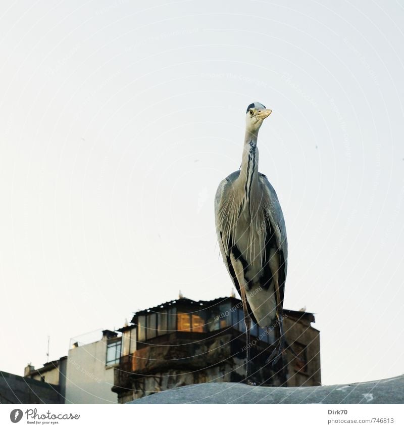 Istanbuler Fischmarkt-Reiher, erwartungsvoll Wolkenloser Himmel Frühling Schönes Wetter Türkei Stadt Hafenstadt Haus Marktstand Dach Tier Wildtier Vogel