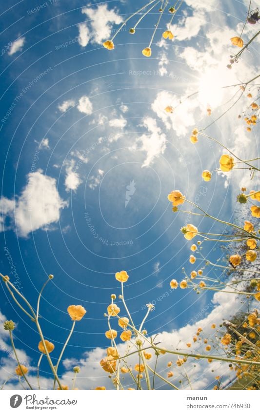 so will ich das Erholung Ferien & Urlaub & Reisen Ausflug Sonnenbad Muttertag Umwelt Natur Pflanze Himmel Wolken Frühling Sommer Schönes Wetter Blume Gras