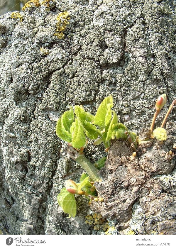 life explosion Holz grün Frühling Baum Natur Leben