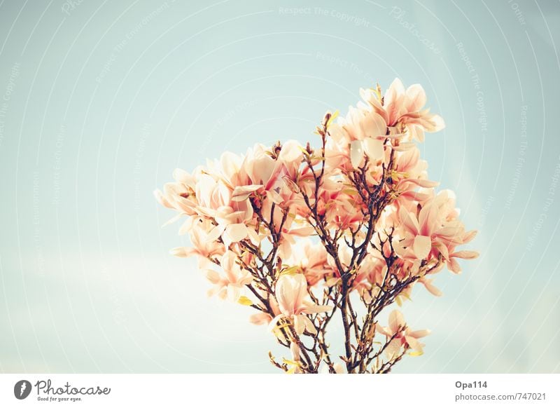 Magnolia Umwelt Natur Pflanze Tier Himmel Frühling Schönes Wetter Baum Blatt Blüte Garten Park Blühend genießen Wachstum schön blau rosa rot "Ast Entspannung