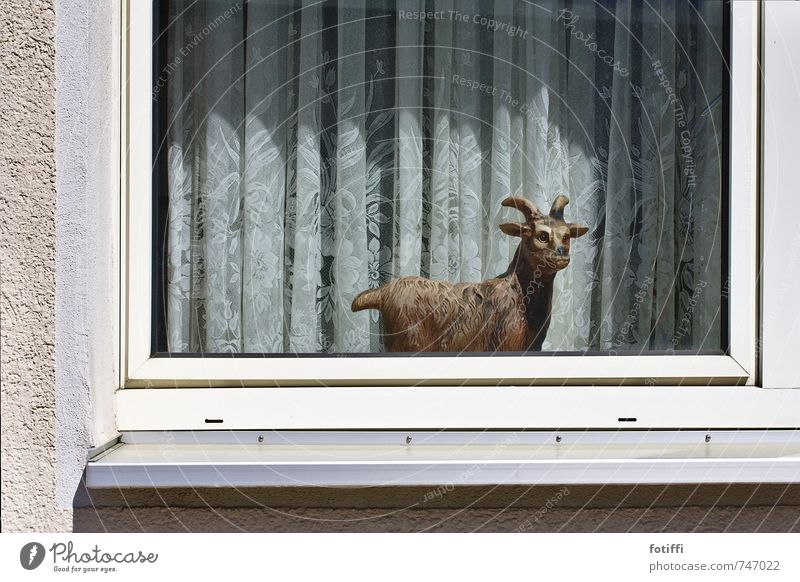 ziegenalarm! Tier 1 Blick gruselig hässlich Akzeptanz Verschwiegenheit Tierliebe ästhetisch Erholung Häusliches Leben Ziegen Fenster Gardine falsch Figur