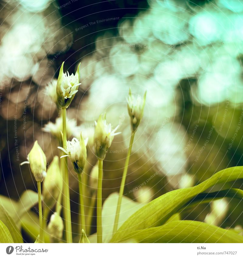 Bär Lauch Umwelt Natur Landschaft Pflanze Tier Frühling Sträucher Blatt Blüte Nutzpflanze Wildpflanze Bärlauch Blühend Duft verblüht Wachstum frisch Gesundheit