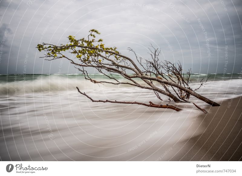 Frühling Strand Meer Wellen Sand Wasser Wolken Horizont Baum Küste Ostsee blau braun weiß Darß Weststrand Langzeitbelichtung Farbfoto Menschenleer