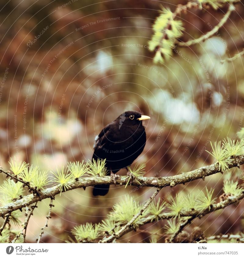 feel free Frühling Baum Lärche Garten Park Wald Wildtier Vogel Amsel 1 Tier hocken sitzen warten authentisch Neugier blau braun gelb grau grün schwarz Farbfoto