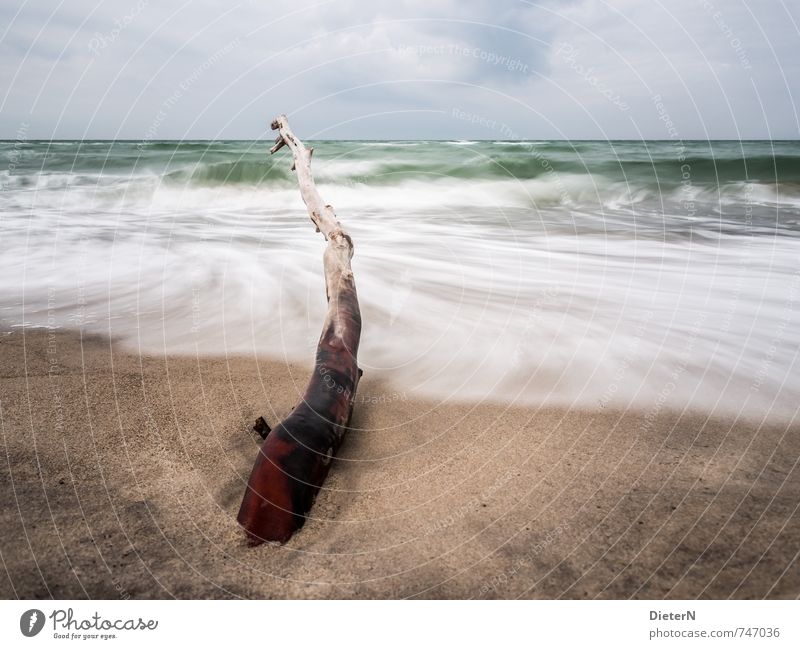 Relikt Strand Meer Wellen Sand Wasser Wolken Horizont Baum Küste Ostsee blau braun grün weiß Darß Weststrand Langzeitbelichtung Farbfoto Außenaufnahme