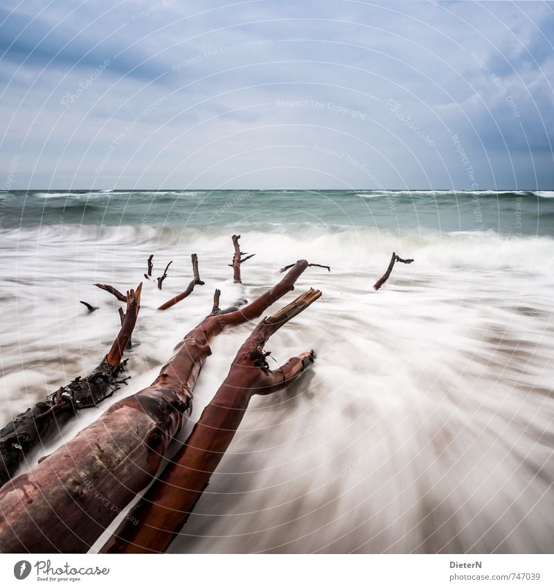 Gefallen Strand Meer Wellen Wasser Wolken Horizont Baum Küste Ostsee blau braun weiß Darß Weststrand Farbfoto Außenaufnahme Menschenleer Textfreiraum rechts