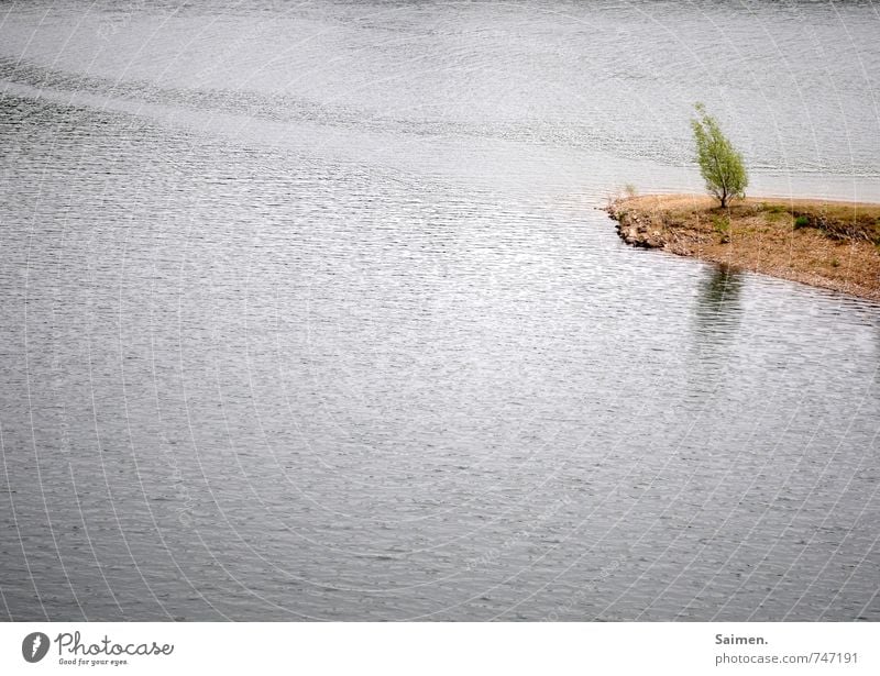 schiefstand Natur Landschaft Wasser Wachstum Baumstamm Sträucher Landzunge Neigung Reflexion & Spiegelung Wasseroberfläche Farbfoto Gedeckte Farben