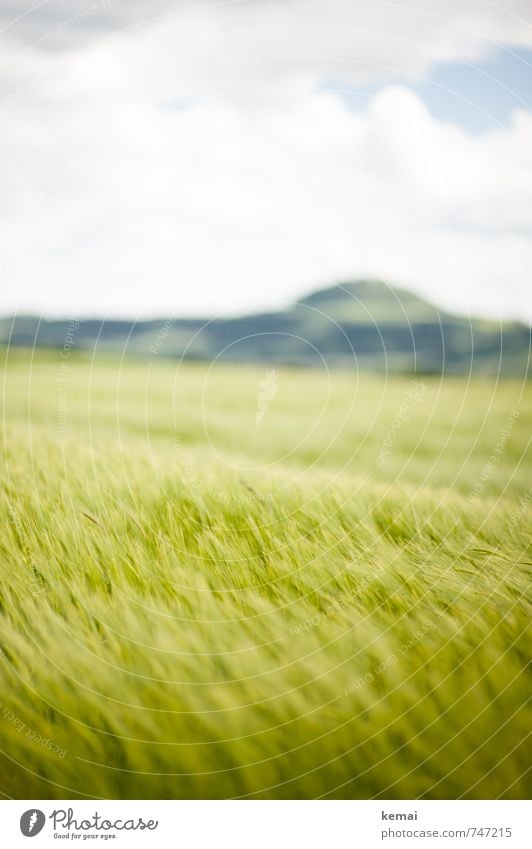 Kornkinder Umwelt Natur Landschaft Himmel Wolken Sonnenlicht Frühling Sommer Schönes Wetter Pflanze Nutzpflanze Gerste Gerstenfeld Feld Hügel Berge u. Gebirge