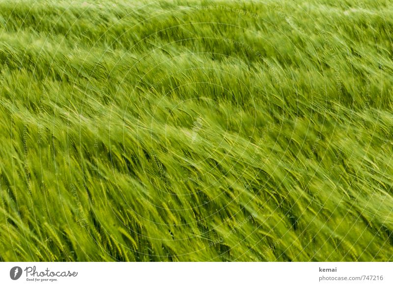 The wind that shakes the barley Umwelt Natur Frühling Schönes Wetter Pflanze Nutzpflanze Gerste Gerstenfeld Feld Freundlichkeit frisch saftig schön grün Wind