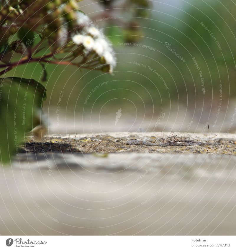 Irgendwo Umwelt Natur Pflanze Urelemente Erde Sommer Schönes Wetter Blume Sträucher Blatt Blüte Grünpflanze Wildpflanze Park hell grün weiß Farbfoto mehrfarbig