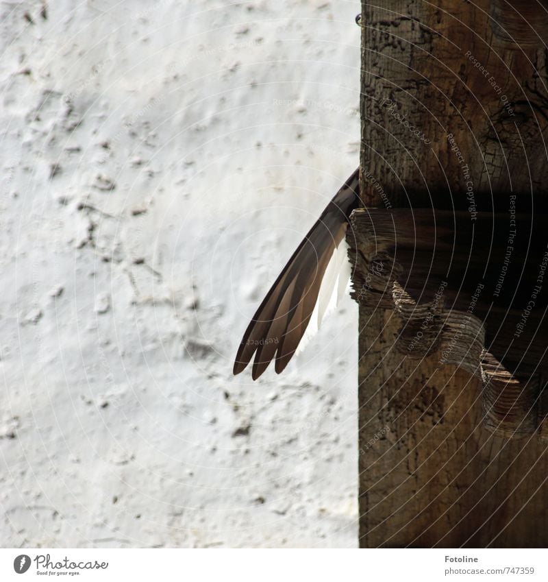 Nicht die Flügel hängen lassen! Tier Vogel hell braun weiß Wand Feder Holz Balken Farbfoto Gedeckte Farben Außenaufnahme Detailaufnahme Menschenleer Tag Licht