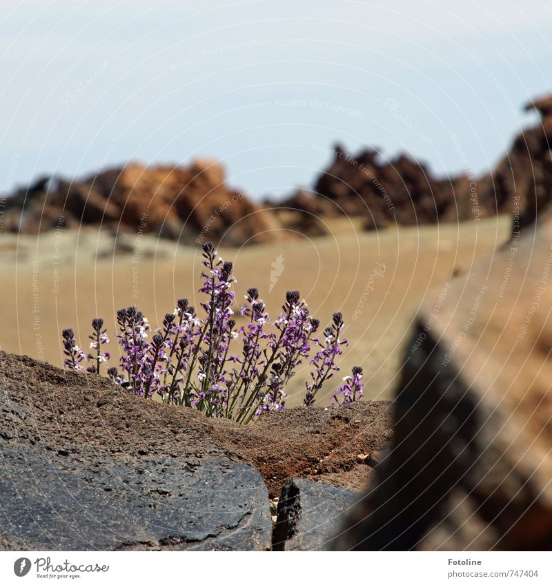 kleine Kämpfer Umwelt Natur Landschaft Pflanze Urelemente Erde Sand Himmel Wolkenloser Himmel Schönes Wetter Blume Blüte Felsen Berge u. Gebirge Vulkan hell