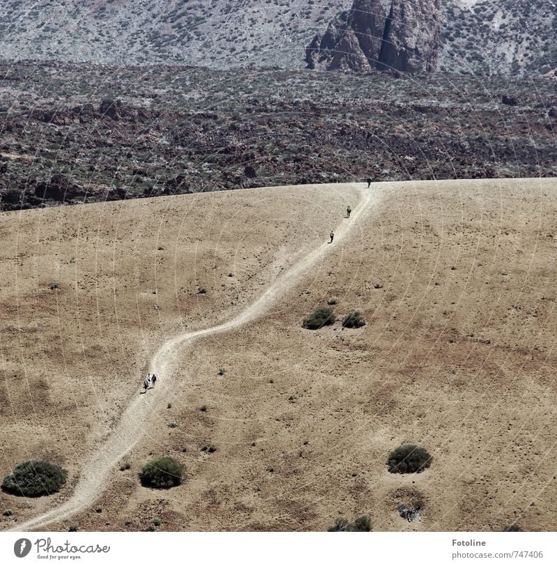 Der Weg ist das Ziel Mensch Umwelt Natur Landschaft Urelemente Erde Sand Pflanze Sträucher Felsen Berge u. Gebirge Vulkan Wüste trocken braun Wege & Pfade Stein