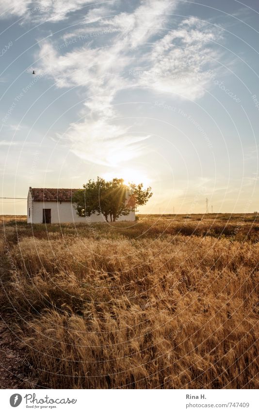 Spät Landwirtschaft Forstwirtschaft Himmel Wolken Horizont Sonnenaufgang Sonnenuntergang Frühling Sommer Baum Feld Hütte Gebäude Wärme blau gelb gold