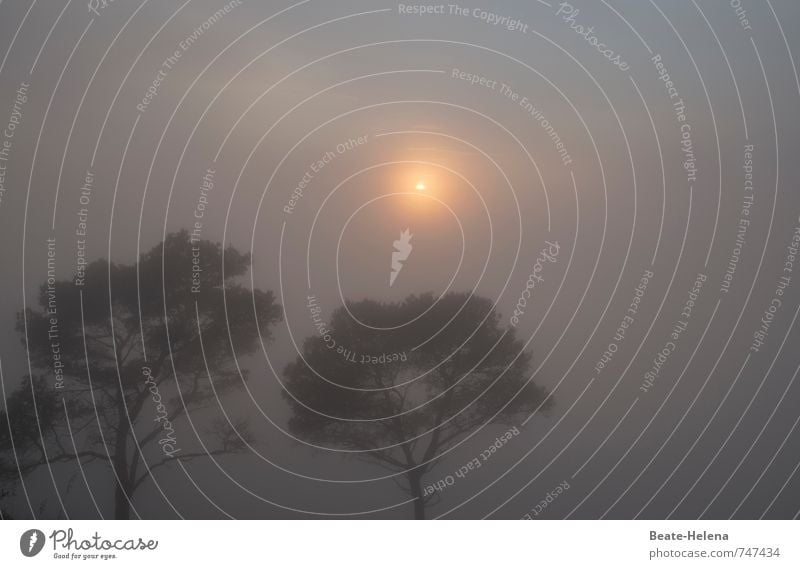 die Sonne besiegt den Morgennebel Ferien & Urlaub & Reisen Ausflug Sommer Natur Landschaft Himmel Nebel Baum Gipfel Mallorca Erholung ästhetisch blau braun gelb