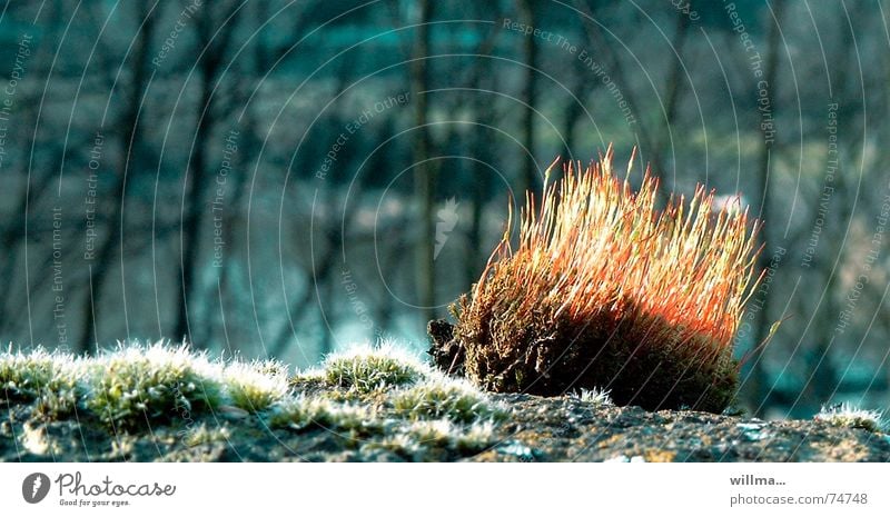 Kate Moos, das kleine Sonnenigelchen leuchten Gegenlicht Frühling Wärme Wald stachelig Nahaufnahme Natur Moos-Igel