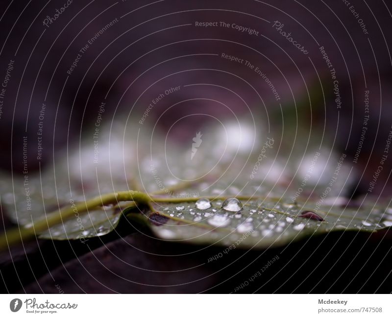 Morgentau (II) Umwelt Natur Pflanze Wasser Wassertropfen Sommer Regen Baum Blatt Grünpflanze Wildpflanze Wald liegen authentisch frisch kalt nass natürlich