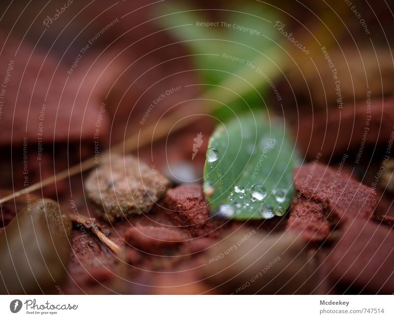 kugelrund (II) Umwelt Natur Pflanze Wasser Wassertropfen Sommer schlechtes Wetter Regen Gras Sträucher Blatt Grünpflanze Wildpflanze Wald liegen frisch kalt