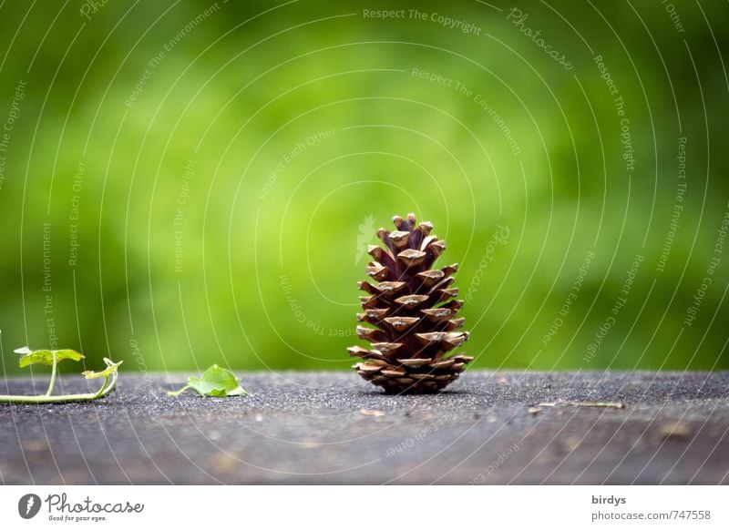 Zapfenstreich Frühling Sommer Herbst Efeu stehen ästhetisch einfach Freundlichkeit Originalität positiv braun grau grün Natur 1 vertikal lustig Farbfoto