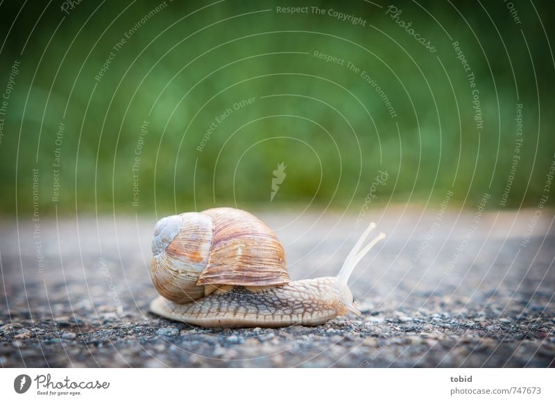 Jetzt aber schnell ... Asphalt Straße Tier Schnecke 1 rennen glänzend Geschwindigkeit Natur langsam krabbeln Weinbergschnecken Schneckenhaus Farbfoto