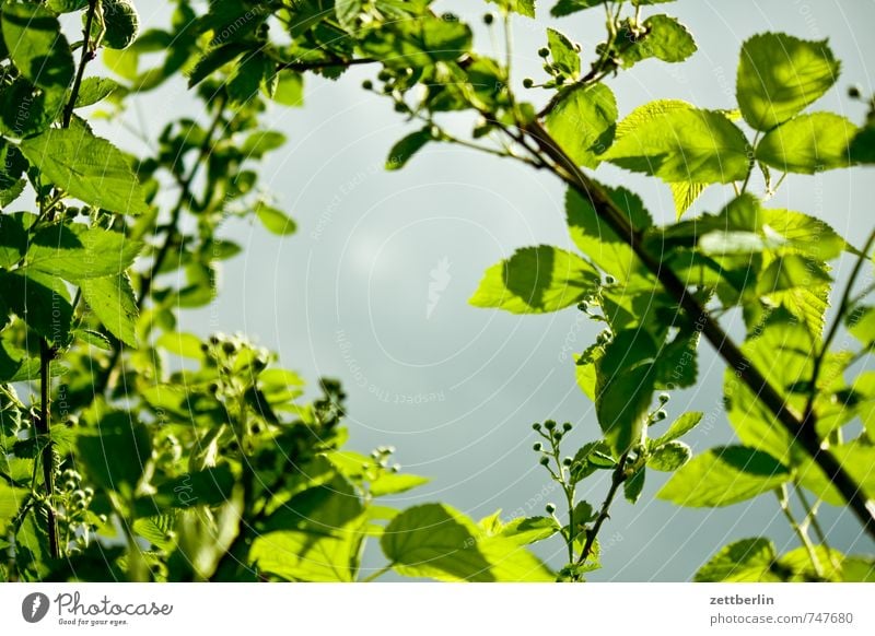 Him oder Brom Freizeit & Hobby Garten Umwelt Natur Himmel Wolken Frühling Klima Klimawandel Wetter Schönes Wetter Pflanze Sträucher Blatt Nutzpflanze Park Wald