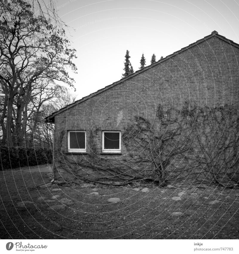 schöner Wohnen Frühling Herbst Baum Efeu Kletterpflanzen Garten Menschenleer Haus Einfamilienhaus Mauer Wand Fassade Fenster Backstein alt dunkel gruselig Natur