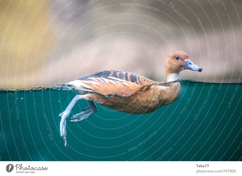 Ente Ausflug Umwelt Natur Landschaft Tier Wildtier 1 Schwimmen & Baden tauchen Ehrlichkeit authentisch beweglich Wasseroberfläche Farbfoto Innenaufnahme