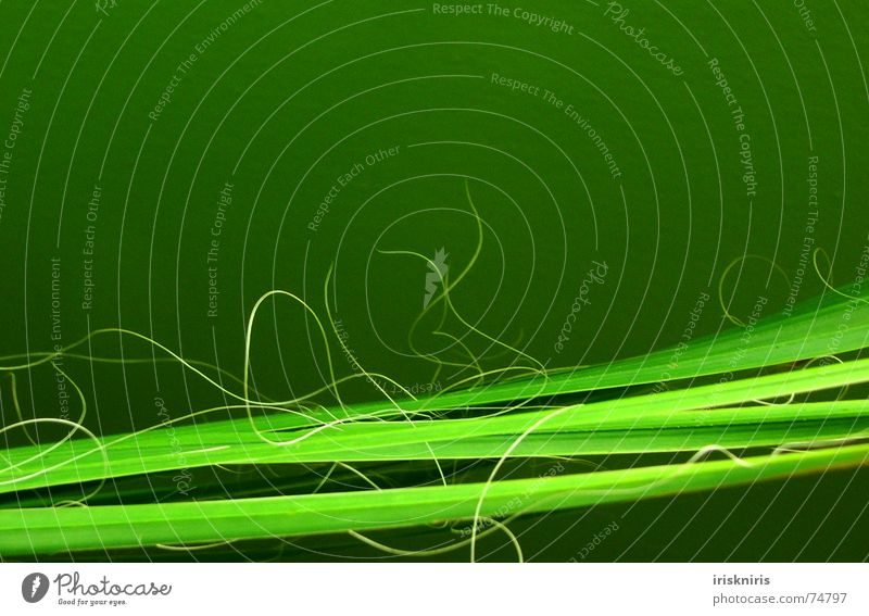 Linienführung Palmenwedel Pflanze grün durcheinander glänzend grasgrün trocken horizontal exotisch Zweig Natur Detailaufnahme Spitze Nähgarn