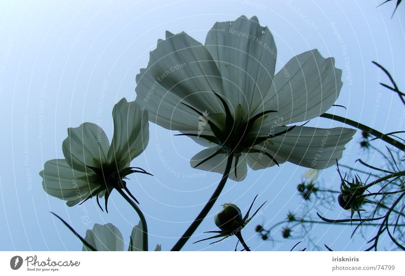 Abendstimmung Blüte weiß Blütenblatt Pflanze Blume kosmeen weiße blüten Detailaufnahme recken zur sonne Stengel Blütenknospen