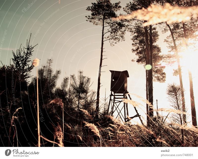 Kugellager Freizeit & Hobby Jagd Arbeitsplatz Umwelt Natur Landschaft Pflanze Wolkenloser Himmel Schönes Wetter Baum Gras Sträucher Wildpflanze Nadelwald Wald