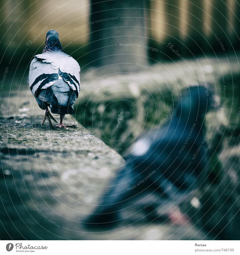 ... dann geh ich eben. Edinburgh Schottland Stadt Mauer Wand Tier Wildtier Vogel Taube 2 Tierpaar gehen Kommunizieren laufen Konflikt & Streit frech