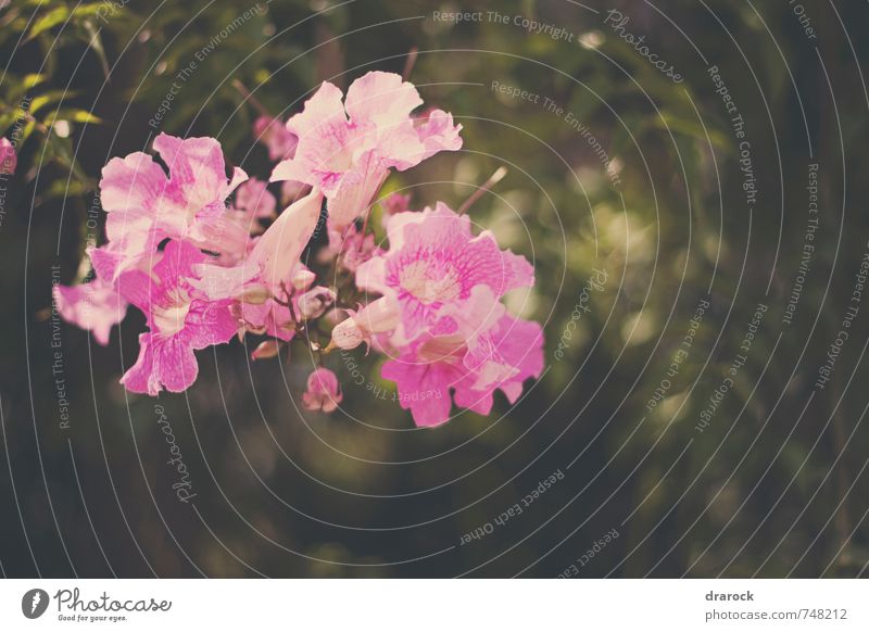 rosig Umwelt Natur Pflanze Baum Blume Sträucher Blatt Blüte Grünpflanze Wildpflanze schön klein grün rosa Drarock Farbfoto Gedeckte Farben Außenaufnahme