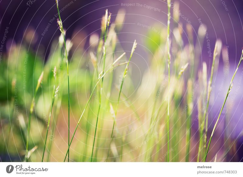 Ruhepause Natur Landschaft Pflanze Frühling Gras Moos Farn Grünpflanze Waldboden Menschenleer berühren entdecken Erholung gelb grün Lebensfreude