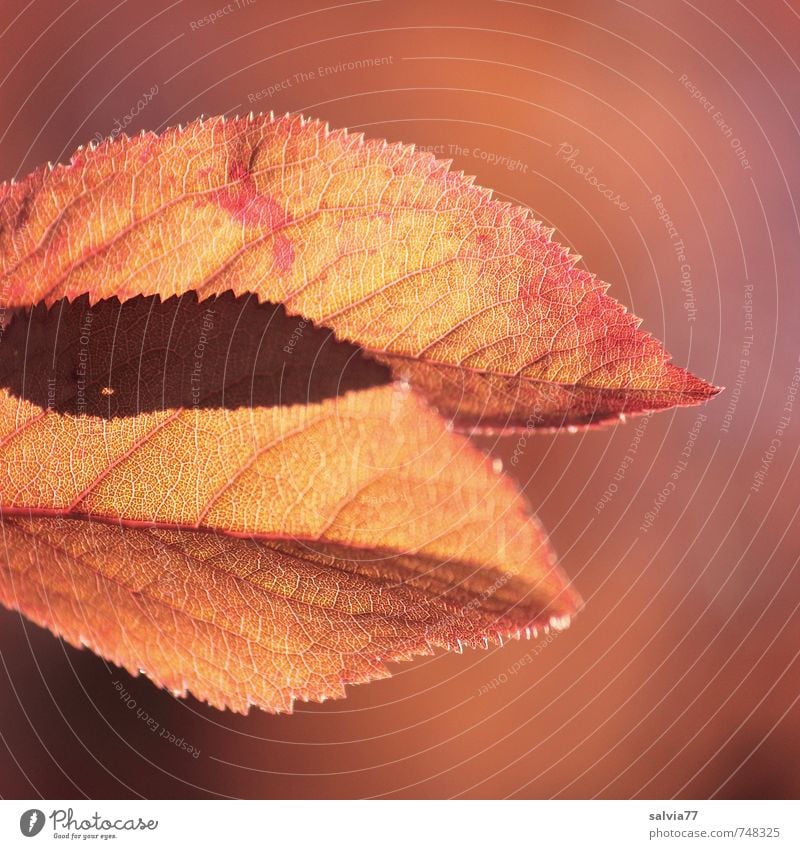 Schattenspiel harmonisch Sinnesorgane ruhig Umwelt Natur Tier Frühling Sommer Herbst Pflanze Baum Blatt Park Wald leuchten Wachstum natürlich Wärme braun gelb