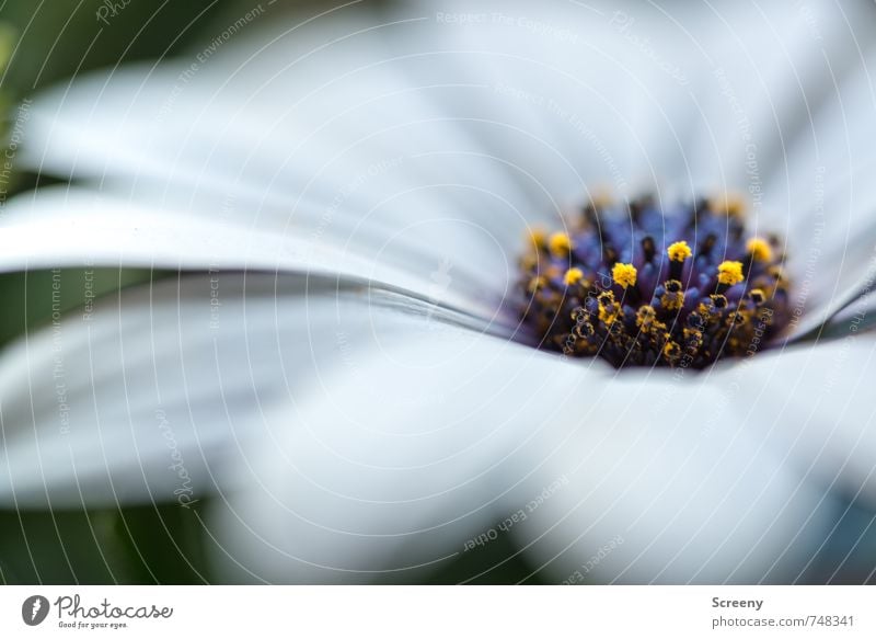 Sanft Natur Pflanze Frühling Blume Blüte Blühend Duft ästhetisch elegant klein blau gelb grün weiß Frühlingsgefühle schön Gelassenheit ruhig Blütenstempel