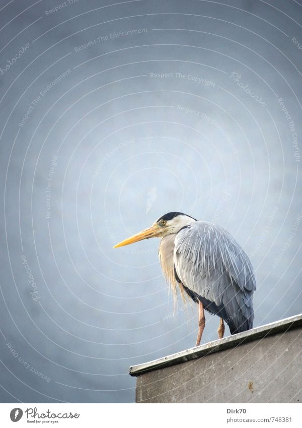 "200." Natur Tier Istanbul Türkei Stadt Haus Mauer Wand Dach Wildtier Vogel Reiher Graureiher 1 beobachten Blick stehen warten natürlich gelb grau rosa schwarz