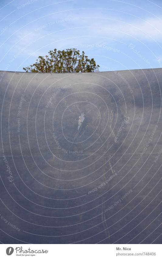 verstecksdi Halfpipe Umwelt Schönes Wetter Pflanze Baum Bauwerk Mauer Wand Fassade grau verstecken Tarnung verborgen Ausgrenzung Wachstum Schutz Barriere Metall